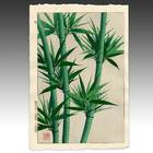 Bamboo