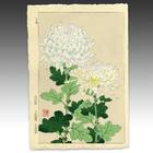Chrysanthemum