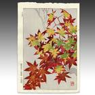 Maple Leaves