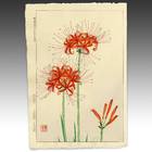 Red Spider Flower