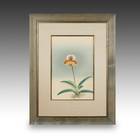 Ranka-Fu Orchid Series