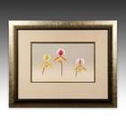Ranka-Fu Orchid Series