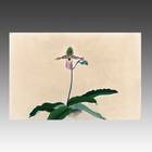 Cypripedium Glaucophyllum from Ranka-Fu Orchid Series