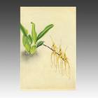 Brassai Gieoudiana from Ranka-Fu Orchid Series