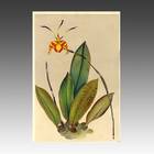 Oncidium Papilio from Ranka-Fu Orchid Series