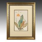 Ranka-Fu Orchid Series