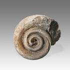 Fossilized Shell