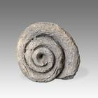 Fossilized Shell
