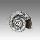 Fossilized Shell