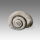 Fossilized Shell