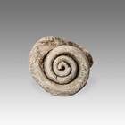 Fossilized Shell