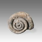 Fossilized Shell