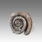 Fossilized Shell