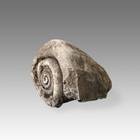 Fossilized Shell