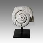 Fossilized Shell